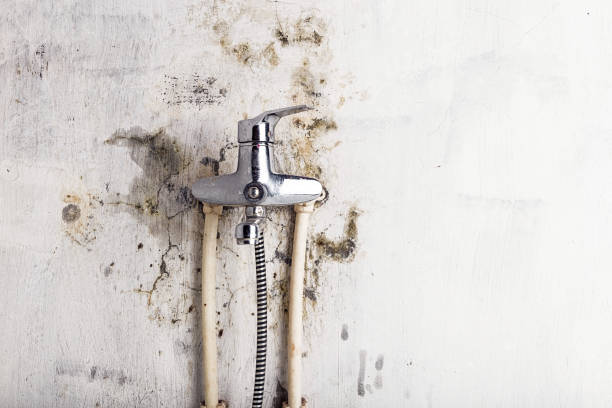 Best Bathroom Mold Remediation in East Franklin, NJ