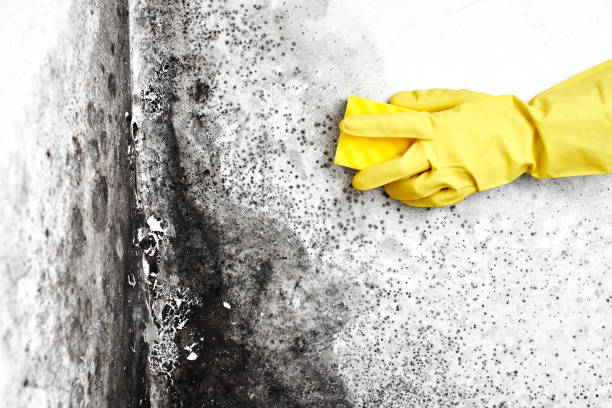 Best Black Mold Remediation in East Franklin, NJ