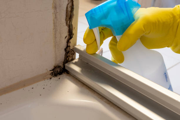 East Franklin, NJ Mold Remediation Company