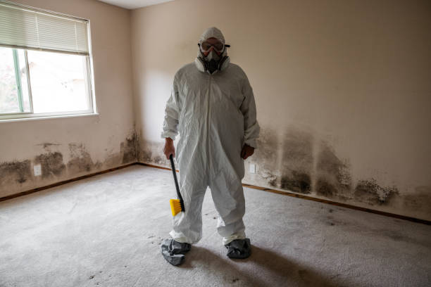 Best Post-Flood Mold Remediation in East Franklin, NJ