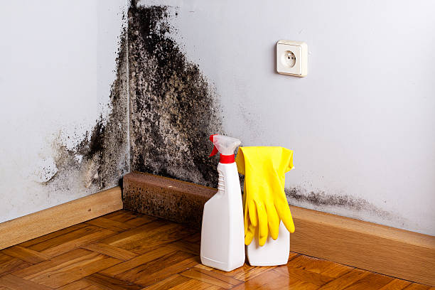 Best Industrial Mold Remediation in East Franklin, NJ