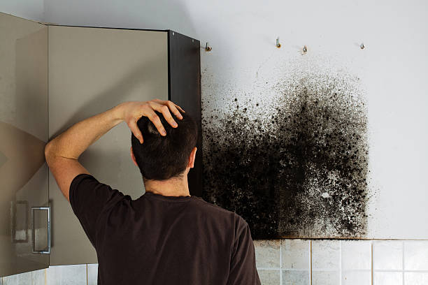 Professional Mold Remediation in East Franklin, NJ