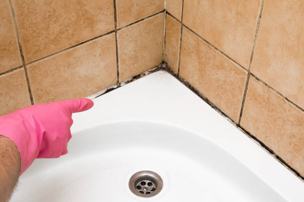 Best Kitchen Mold Remediation in East Franklin, NJ